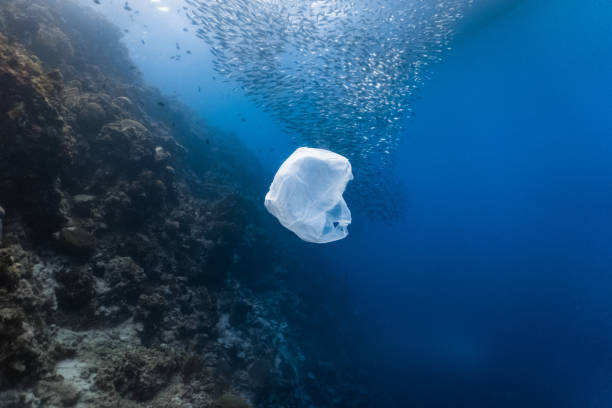 istock Single-use plastic floating and a massive school of sardines in a shallow reef. 1164168843