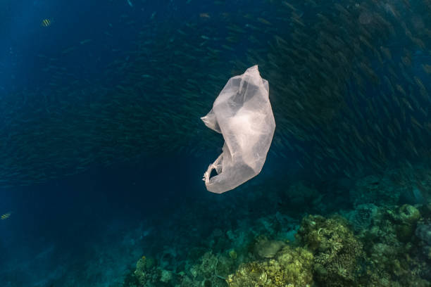 istock Single-use plastic floating and a massive school of sardines in a shallow reef. 1164168916