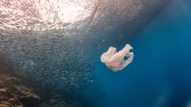 istock Single-use plastic floating and a massive school of sardines in a shallow reef. 1164168934