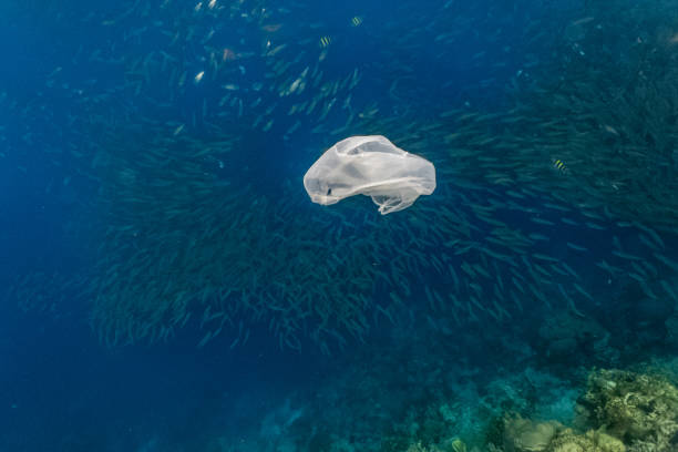 istock Single-use plastic floating and a massive school of sardines in a shallow reef. 1164168951