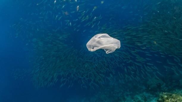 istock Single-use plastic floating and a massive school of sardines in a shallow reef. 1164168958