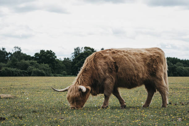 istock Highland Cattle grazing in a field inside The New Forest, Dorset, UK. 1164169250