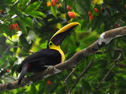 Chestnut-mandibled toucan, 