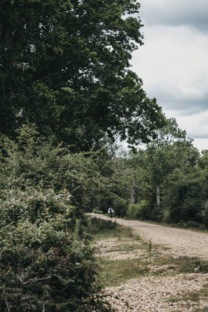 Gravel path between the trees inside New Forest National Park, Dorset, UK. Gravel path between the trees inside New Forest, a famous National Park in Dorset, UK. new forest tall trees stock pictures, royalty-free photos & images