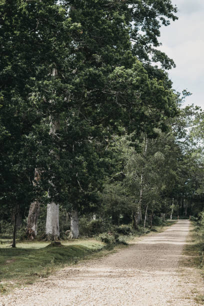 Gravel path between the trees in New Forest National Park, Dorset, UK. Gravel path between the trees inside New Forest, a famous National Park in Dorset, UK. new forest tall trees stock pictures, royalty-free photos & images