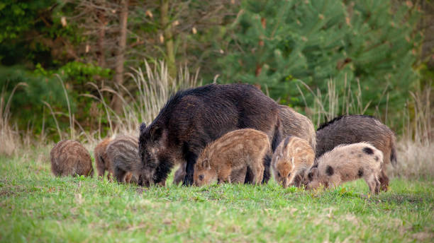 istock Group of wild boars with tiny stripped piglets feeding in wilderness in spring. 1164170213