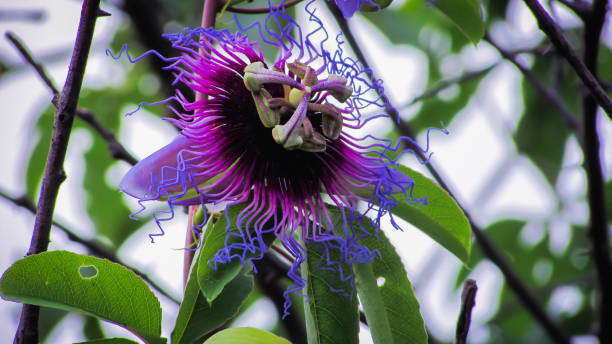 wild passionflower flowers wild passionflower flowers this is a variety among the countless that exgite in brazil passion fruit flower stock pictures, royalty-free photos & images