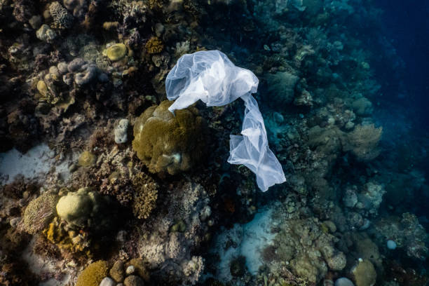 istock Single-use plastic floating in a shallow coral reef. 1164170626