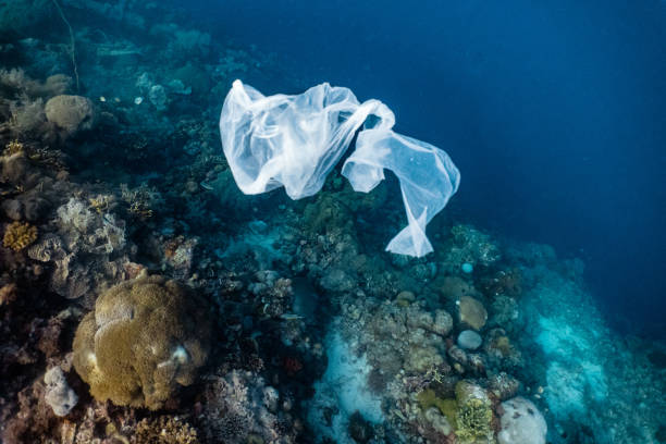 istock Single-use plastic floating in a shallow coral reef. 1164170631