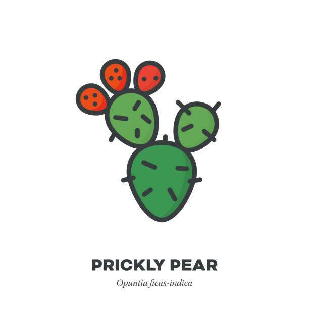 Prickly pear fruit icon, filled outline style vector Prickly pear fruit icon, outline with color fill style vector illustration, cactus with three fruit prickly pear cactus stock illustrations