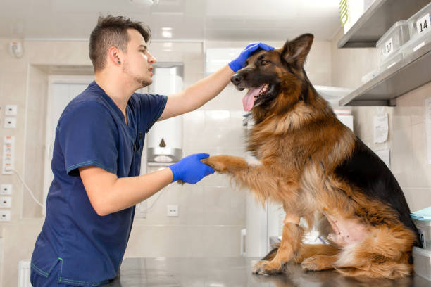 um médico veterinário profissional examina um grande cão adulto raça pastor alemão. um veterinário masculino caucasiano novo trabalha em uma clínica veterinária. " r "nthe cão na recepção do veterinário dá a pata para o médico - vet men laboratory holding - fotografias e filmes do acervo