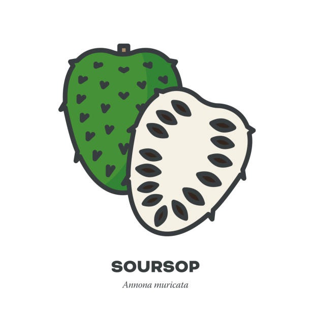 Soursop fruit icon, filled outline style vector Soursop fruit icon, outline with color fill style vector illustration, whole and halved fruits annona muricata stock illustrations