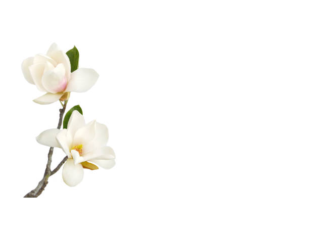 istock Beautiful white magnolia flower on white background. 1164172776