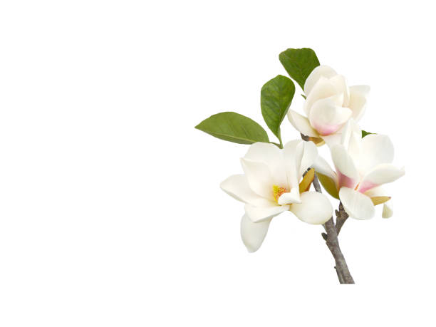 istock Beautiful white magnolia flower on white background. 1164172777