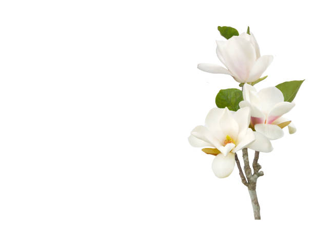 istock Beautiful white magnolia flower on white background. 1164172778