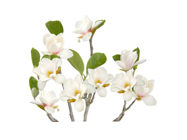 istock Beautiful white magnolia flower on white background. 1164172779
