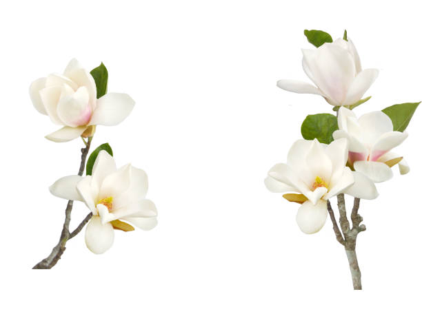 istock Beautiful white magnolia flower on white background. 1164172781