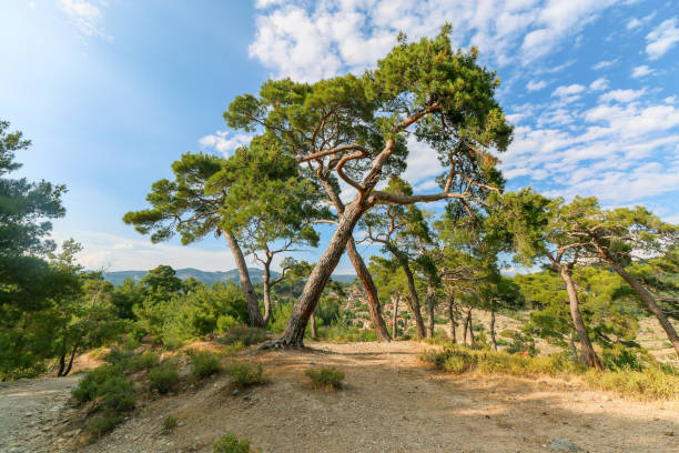 istock Pine Trees (Pinus Pinea) from below and Blue Sky in Summer 1164173781