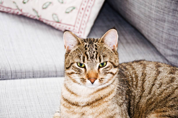 istock Feline Model: Green eye cat looking straight at camera 1164173792