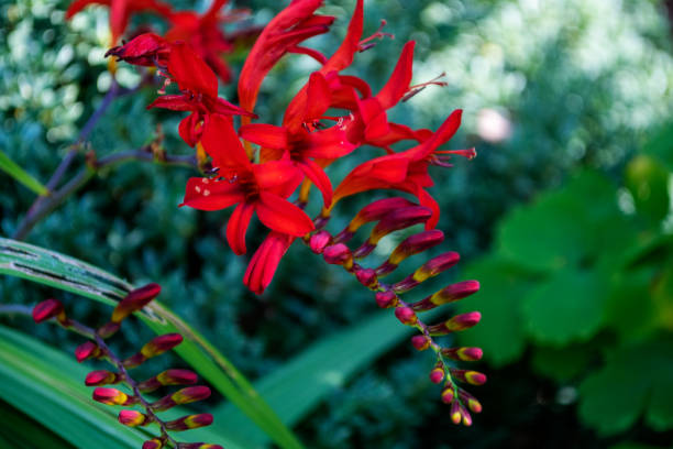 istock Red Crocosmia flower 1164174759