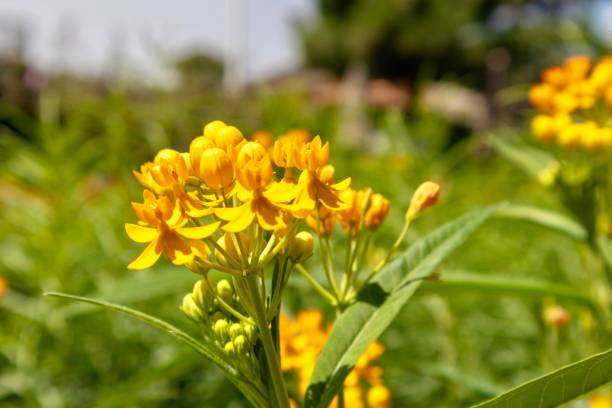 istock orange milkweed plant 1164175235