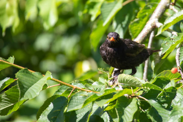 istock Blackbird looks around for food enemies 1164175267