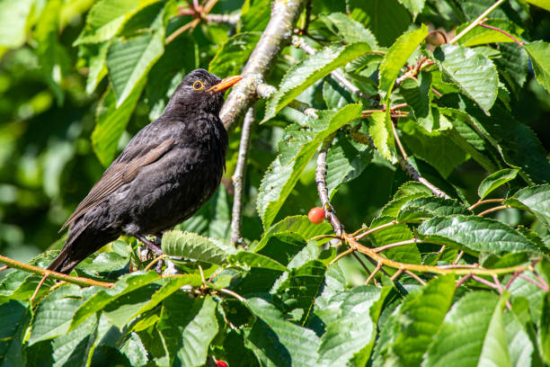istock Blackbird is enjoying the sun on in a tree 1164175276