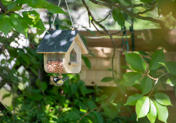 istock Great Tit looking around for food enemies 1164175320