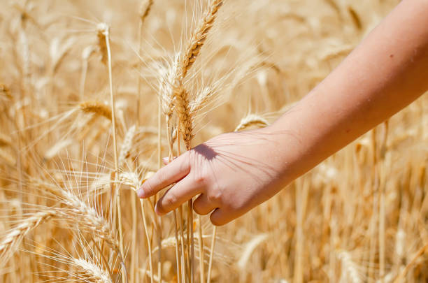 istock Gold wheat field and blue sky 1164176265