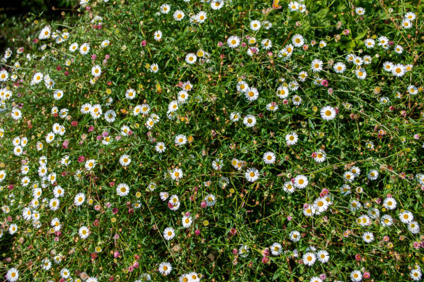 istock Fleabane Flowers in Sunshine 1164176588
