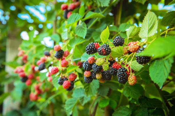 istock bushes ripe fresh blackberries, new crop 1164176655