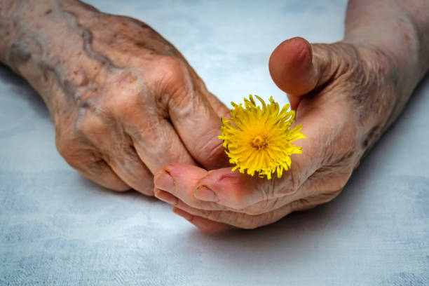 istock Senior woman hands and flower 1164176690