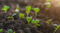 istock Seed Germination and Time Lapse With Lens Flare Macro 1164177646