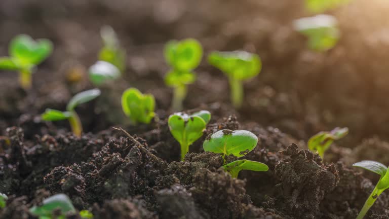 Seed Germination and Time Lapse With Lens Flare Macro