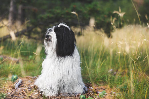 istock Tibetan terrier dog sitting on road between coniferous trees in forest 1164178160