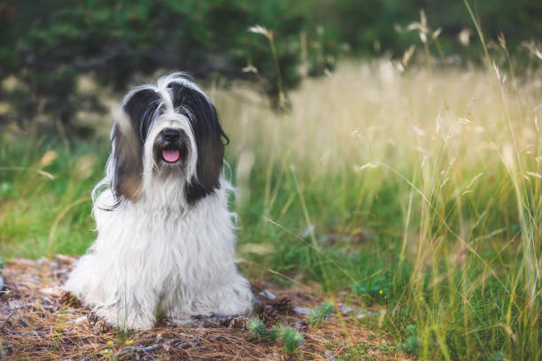 istock Tibetan terrier dog sitting on road between coniferous trees in forest with obedience 1164178203