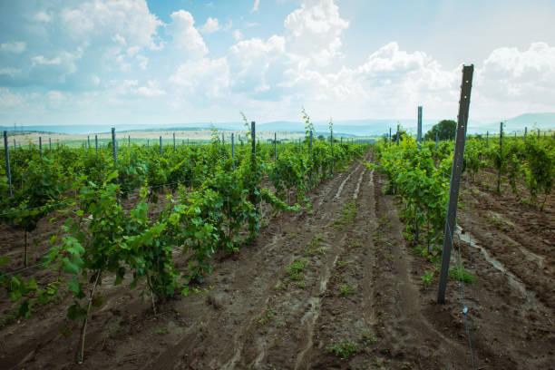 istock Young vineyard close up detail 1164178224