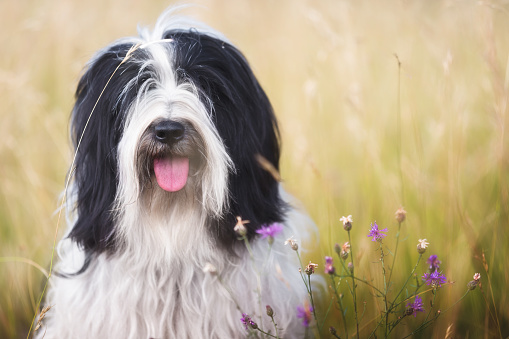 Dog in nature. Tibetan terrier dog sitting on grass in countryside with wildflowers, close up