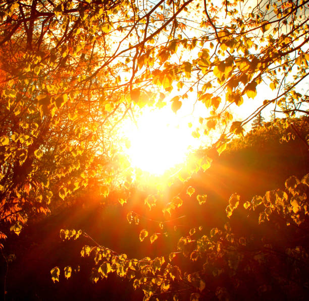 istock sun rays shine through foliage of trees during sunset in fall 1164178491