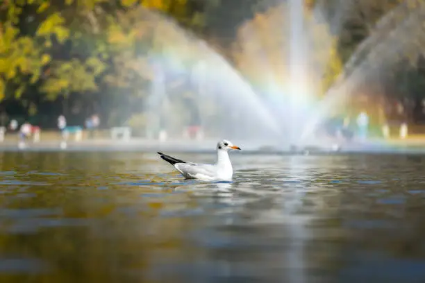 Photo of Bird swimming in the lake