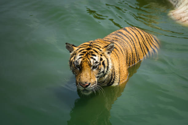 Bengal tiger in the lake