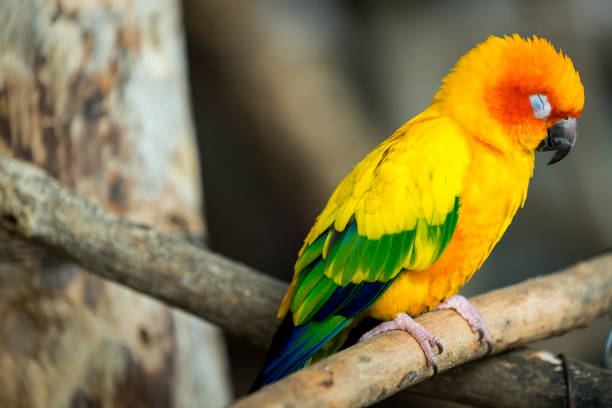 istock Yellow / orange Parrot or macaw bird 1164179630
