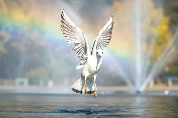 Photo of Wonderful bird portrait at fishing moment