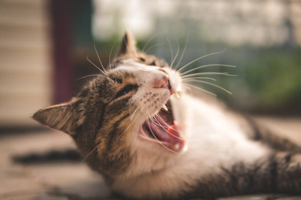 istock portrait of a yawning cat. 1164180466