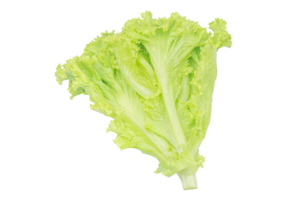 istock Salad leaf. Lettuce isolated on white background with clipping path 1164180597