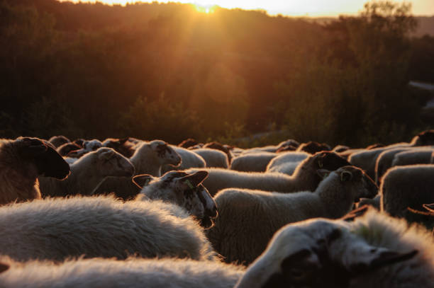 istock Flock of sheep at sunrise 1164181459
