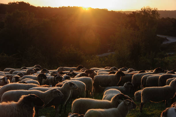 istock Flock of sheep at sunrise 1164181467