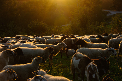 flock with many white sheep already shorn for the production of wool grazing in the mountains