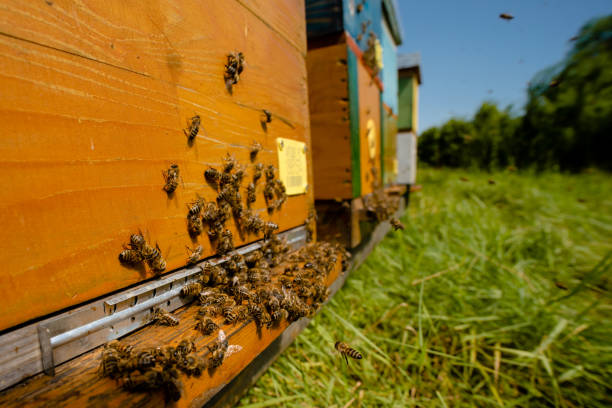 自然の中の蜂農場クローズアップ - beehive bee colony wax ストックフォトと画像