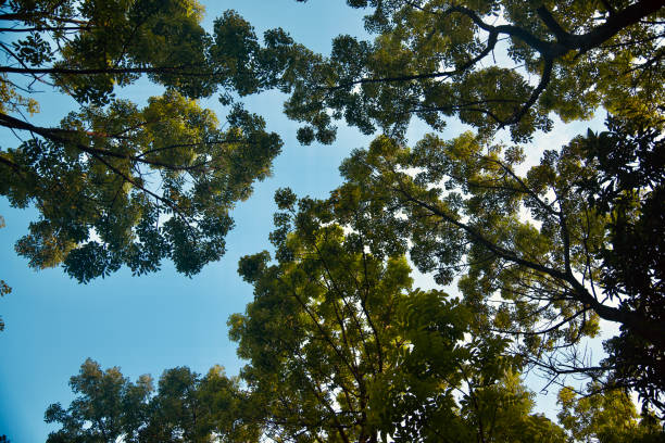 istock Green tree leaves with blue sky background photo 1164182133